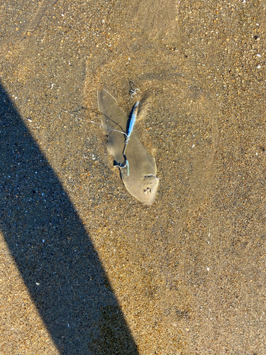 シタビラメの釣果