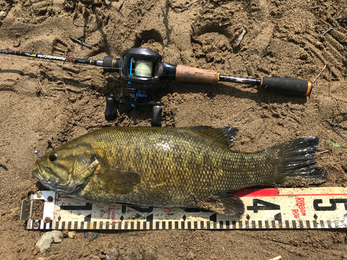 スモールマウスバスの釣果