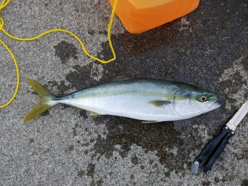 イナダの釣果