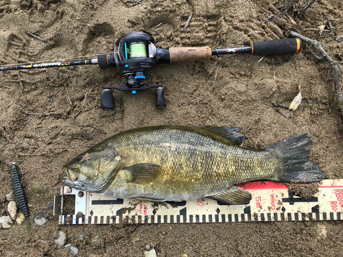 スモールマウスバスの釣果