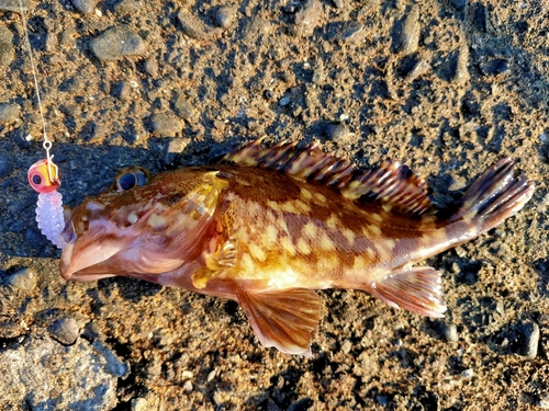 カサゴの釣果