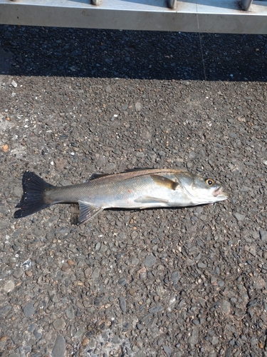 セイゴ（マルスズキ）の釣果