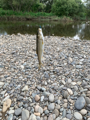 ウグイの釣果