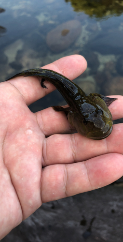 ヨシノボリの釣果