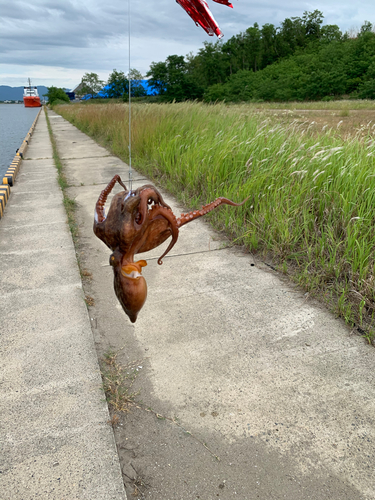 マダコの釣果