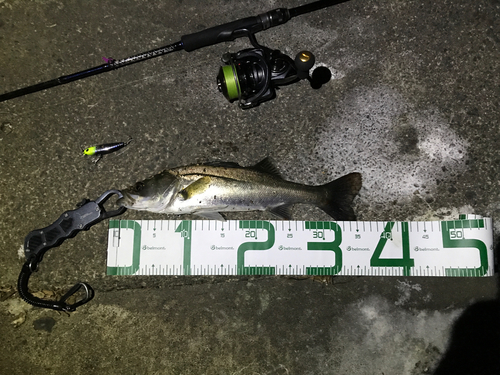 シーバスの釣果