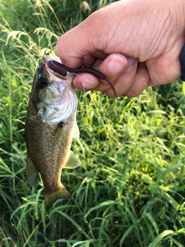 ブラックバスの釣果