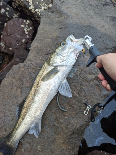 スズキの釣果