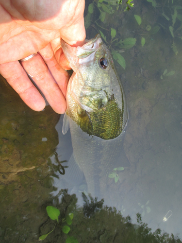 ラージマウスバスの釣果