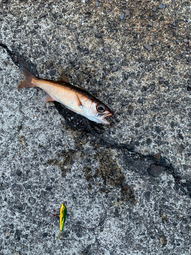 ムツの釣果