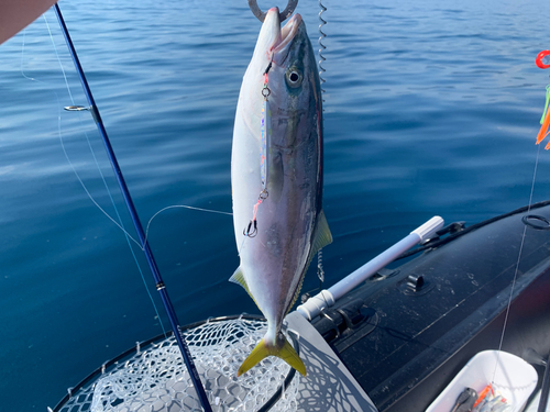 ツバスの釣果