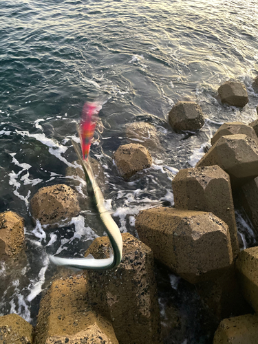 ダツの釣果