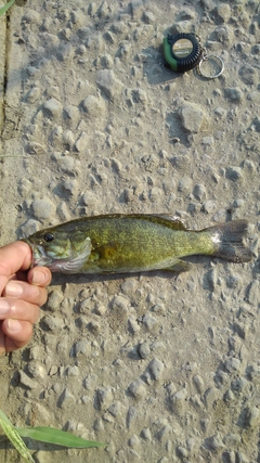 スモールマウスバスの釣果