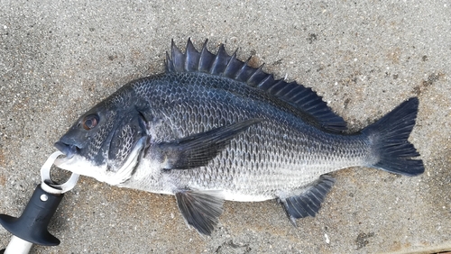 チヌの釣果