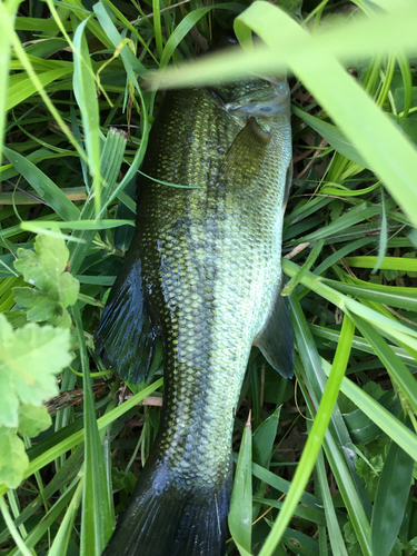 ラージマウスバスの釣果