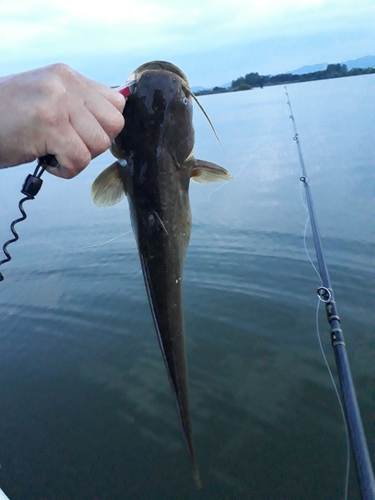 ナマズの釣果