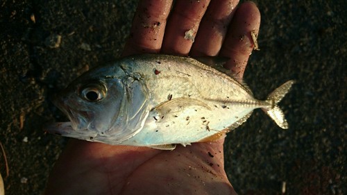 メッキの釣果