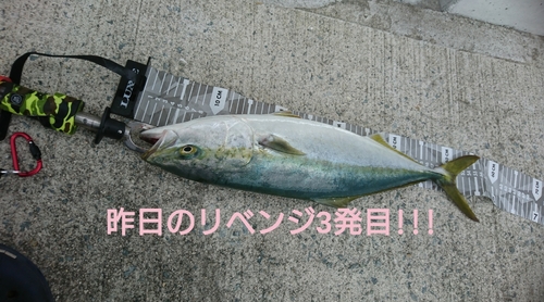 ハマチの釣果