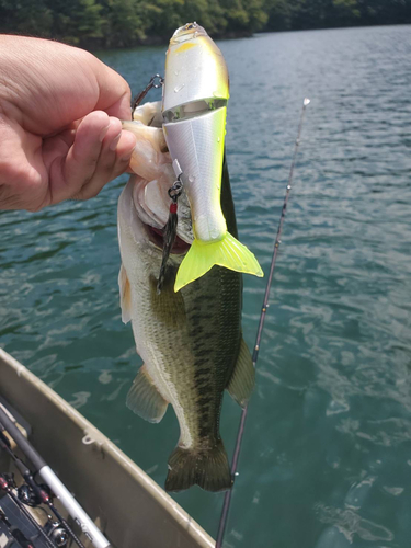 ブラックバスの釣果