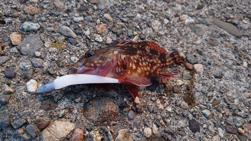 カサゴの釣果