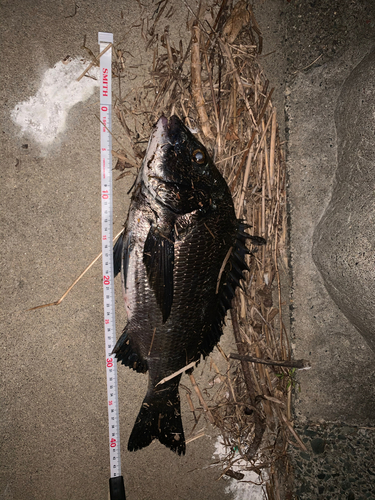 クロダイの釣果