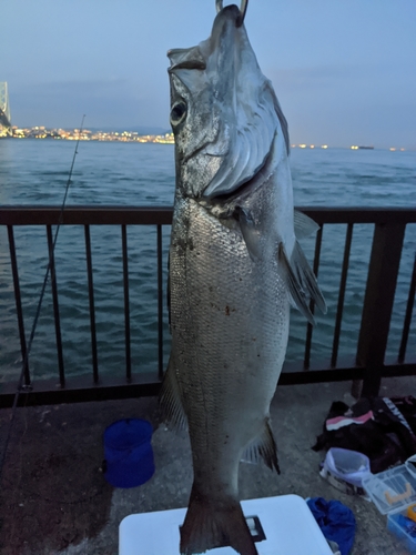 ハネ（ヒラスズキ）の釣果