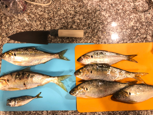 コノシロの釣果