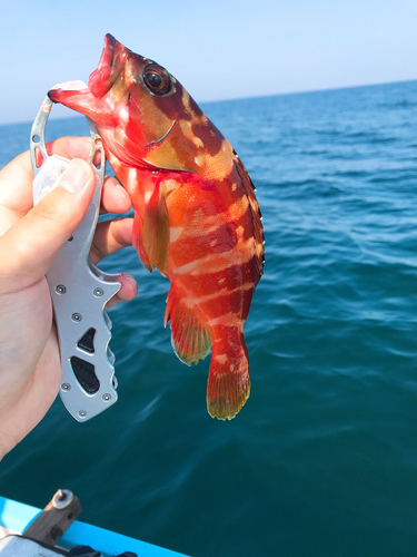 アカハタの釣果