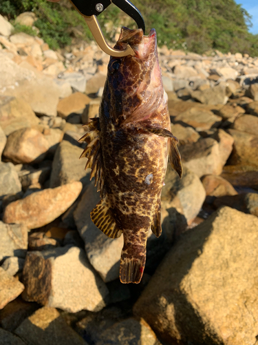 タケノコメバルの釣果