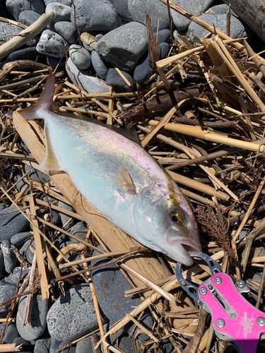 ショゴの釣果