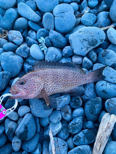 オオモンハタの釣果