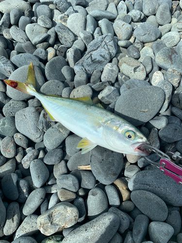 ワカシの釣果