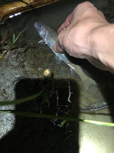 ニゴイの釣果