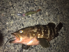 アコウの釣果