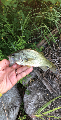 ブラックバスの釣果