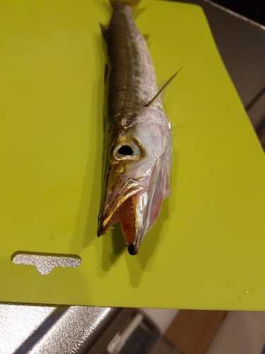 カマスの釣果