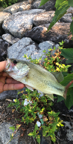 ブラックバスの釣果