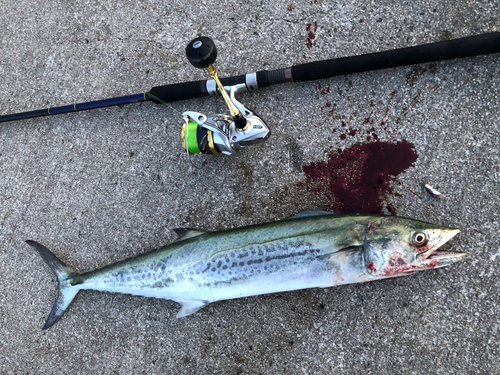 サワラの釣果