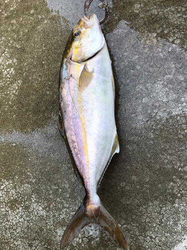 ショゴの釣果