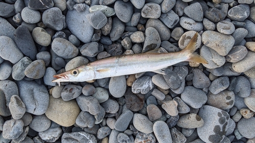 アカカマスの釣果