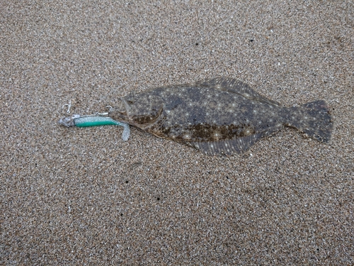 ソゲの釣果