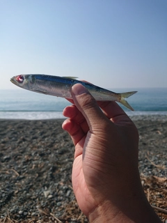 イワシの釣果