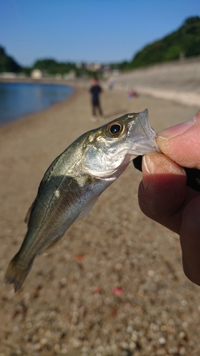 セイゴ（マルスズキ）の釣果