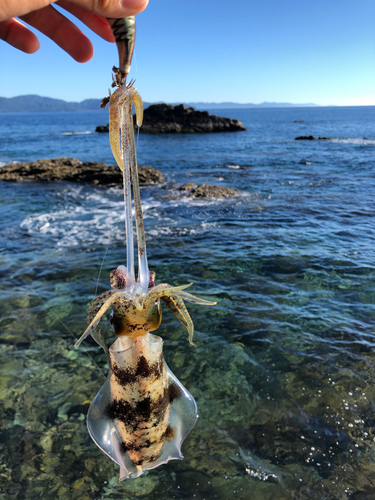 アオリイカの釣果