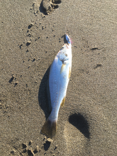 ニベの釣果