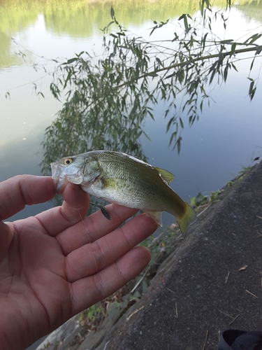 釣果