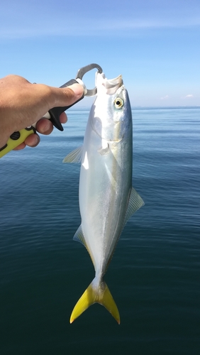 ツバスの釣果