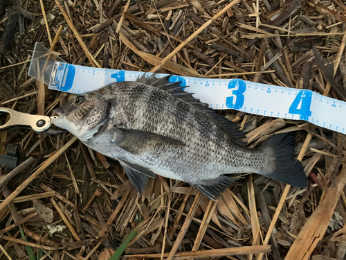 クロダイの釣果