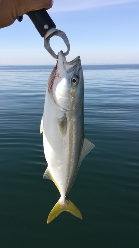 ツバスの釣果