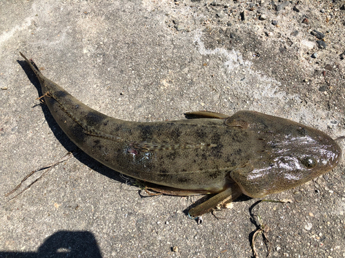 マゴチの釣果